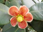 : - Clusia burchellii