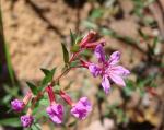 : - Cuphea linarioides