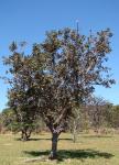 : - Eriotheca pubescens