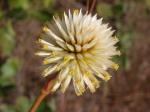 : - Gomphrena scapigera