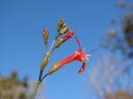 : - Hypenia macrantha