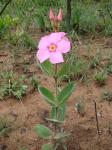 : - Mandevilla illustris