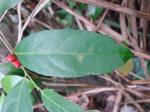 : - Maytenus robusta