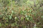 : - Miconia macrothyrsa