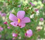 : - Microlicia fulva