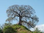 Kapokbaum - Ceiba pentandra