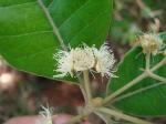 : - Pimenta pseudocaryophyllus