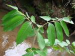 : - Protium spruceanum