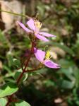: - Pterolepis repanda