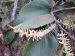 : - Roupala montana var. paraensis