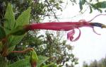 : - Centropogon talamancensis