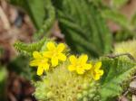 : - Waltheria communis