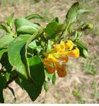 Goldgelber Hammerstrauch-Cestrum aurantiacum