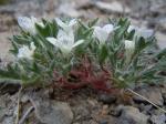 : - Langloisia setosissima subsp. punctata