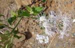 Siam-Kraut-Chromolaena odorata