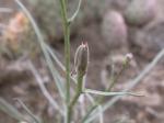 : - Lygodesmia grandiflora var. dianthopsis