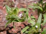 : - Microsteris gracilis