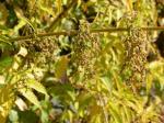 : - Urtica dioica subsp. gracilis