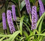 : - Arpophyllum giganteum