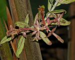 : - Columnea schiedeana