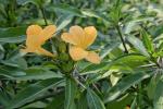 Stachelschweinblume - Barleria prionitis