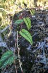 : - Cissus javana