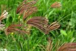 : - Chloris barbata