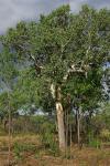 : - Corymbia confertiflora