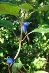 : - Coccocypselum repens