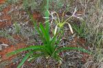 : - Cyrtanthus angustifolius