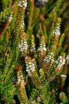 : - Baeckea imbricata