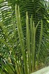 : - Cycas silvestris