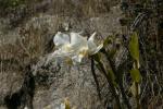 : - Dendrobium infundibulum
