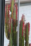 Dreikantige Wolfsmilch - Euphorbia trigona