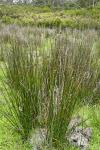 : - Juncus procerus