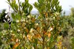 Balearen-Buchsbaum - Buxus balearica