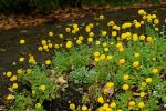 : - Cotula hispida