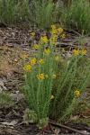 : - Chrysocephalum semipapposum
