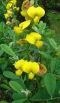 Klapperhülse - Crotalaria retusa