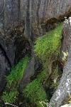 : - Galium migrans