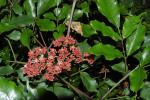 : - Leea guineensis