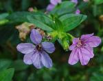 Japanische Scheinmyrthe - Cuphea hyssopifolia