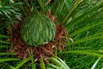 : - Cycas hainanensis