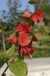 Rote Chinesenhutpflanze - Holmskioldia sanguinea