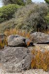 : - Libertia peregrinans