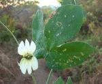 : - Dalechampia scandens