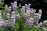 Silberlupine - Lupinus albifrons