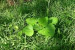: - Martynia annua