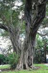 : - Olea europaea subsp. cuspidata