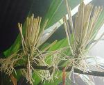 : - Dracaena aubryana